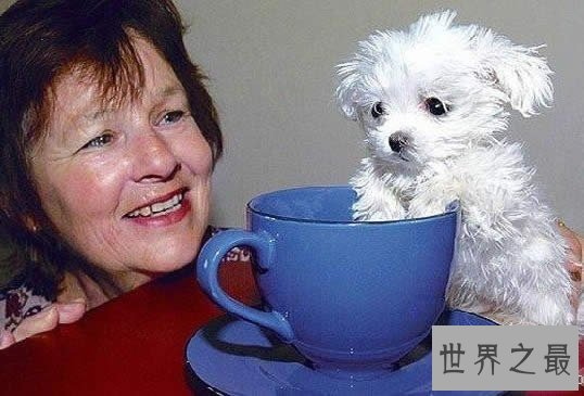 世界上最小的狗,停止生长(只有7.62厘米)