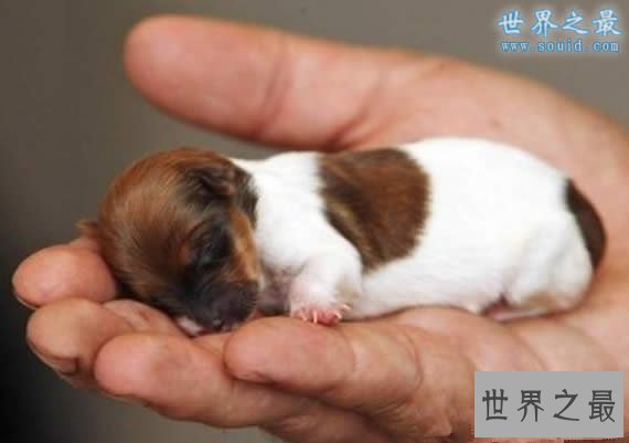 世界上最小的狗,停止生长(只有7.62厘米)