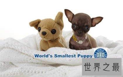 世界上最小的狗,停止生长(只有7.62厘米)