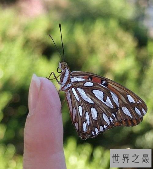 活在指尖上最小最可爱的生物(图)