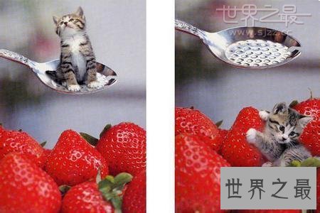 世界上最小的猫，比可乐罐还小(组图)