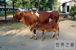 世界上最小的牛