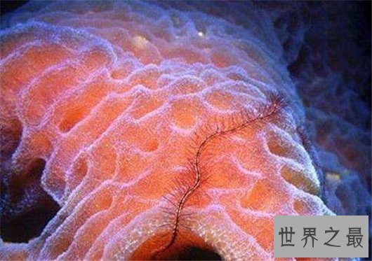 世界上最长寿的动物排行，灯塔水母真的可以永生吗？