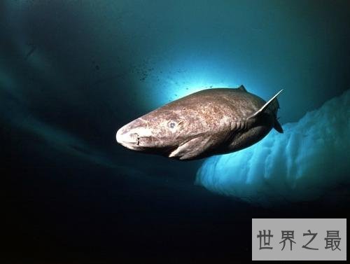 世界上最长寿的鲨鱼,可活到400岁!