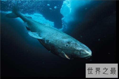 世界上最长寿的鲨鱼,可活到400岁!