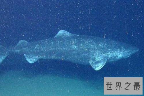 世界上最长寿的鲨鱼,可活到400岁!