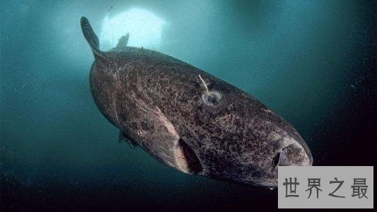 世界上最长寿的鲨鱼,可活到400岁!