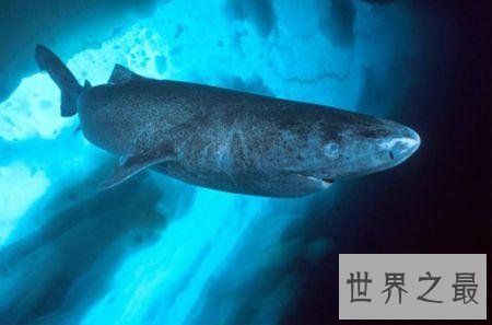 世界上最长寿的鲨鱼,可活到400岁!