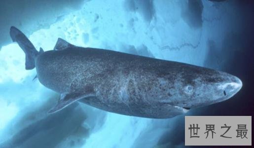 世界上最长寿的鲨鱼,可活到400岁!