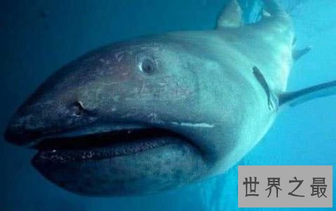 世界上最长寿的鲨鱼,可活到400岁!