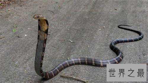 世界上毒牙最长的蛇,这长长的牙让人心生畏惧