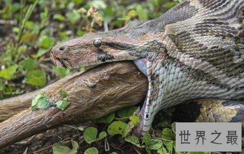 世界上毒牙最长的蛇,这长长的牙让人心生畏惧