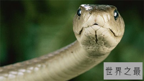 世界上毒牙最长的蛇,这长长的牙让人心生畏惧