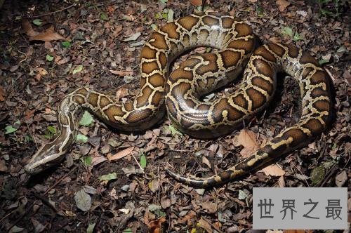 世界上毒牙最长的蛇,这长长的牙让人心生畏惧