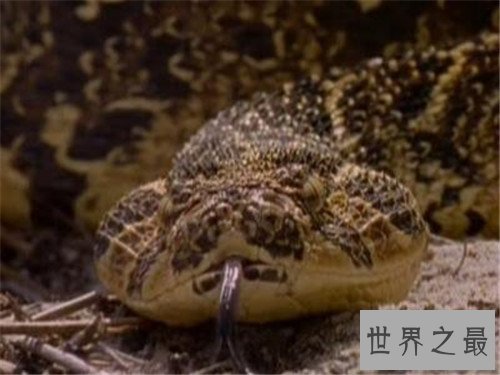 世界上毒牙最长的蛇,这长长的牙让人心生畏惧