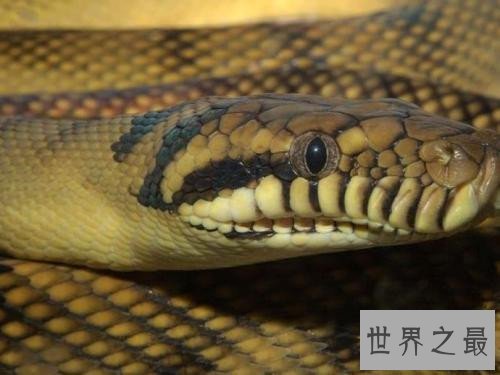 世界上毒牙最长的蛇,这长长的牙让人心生畏惧