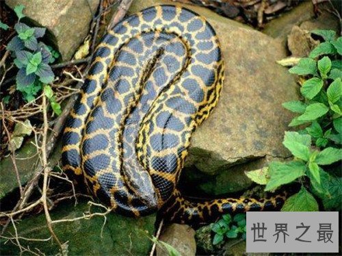 世界上毒牙最长的蛇,这长长的牙让人心生畏惧