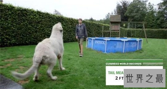 世界上尾巴最长的狗，尾长76.8厘米，祖先可以猎狼