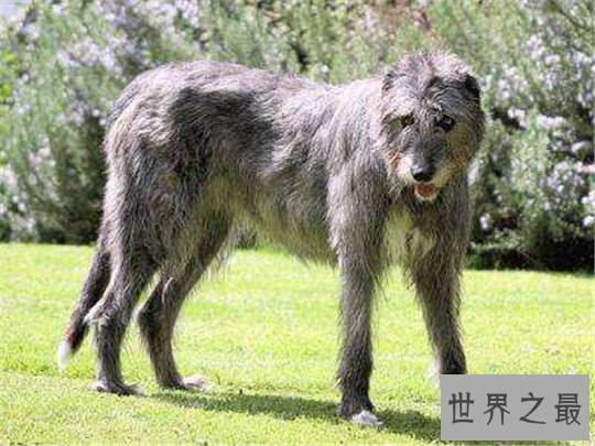 世界上尾巴最长的狗，尾长76.8厘米，祖先可以猎狼