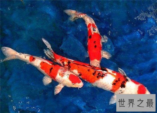 世界上寿命最长的十种动物,大蜥蜴是唯一从恐龙时代活下来的生物