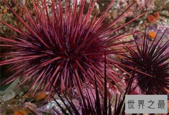 世界上寿命最长的十种动物,大蜥蜴是唯一从恐龙时代活下来的生物