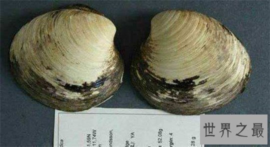 世界上寿命最长的十种动物,大蜥蜴是唯一从恐龙时代活下来的生物