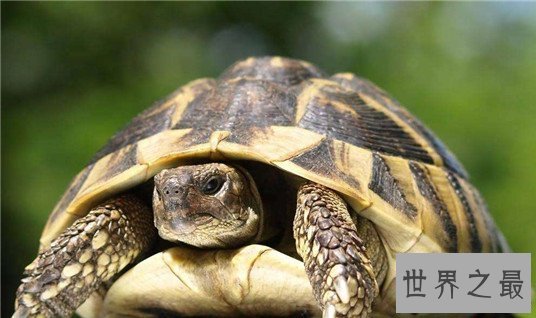 世界上寿命最长的十种动物,大蜥蜴是唯一从恐龙时代活下来的生物