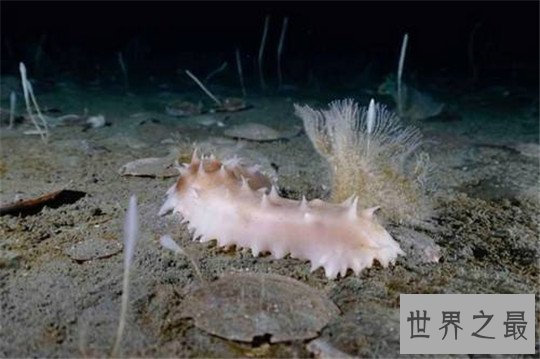 世界上寿命最长的十种动物,大蜥蜴是唯一从恐龙时代活下来的生物