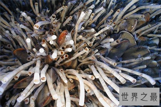 世界上寿命最长的十种动物,大蜥蜴是唯一从恐龙时代活下来的生物