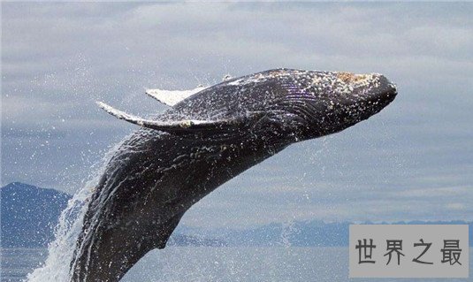 世界上寿命最长的十种动物,大蜥蜴是唯一从恐龙时代活下来的生物