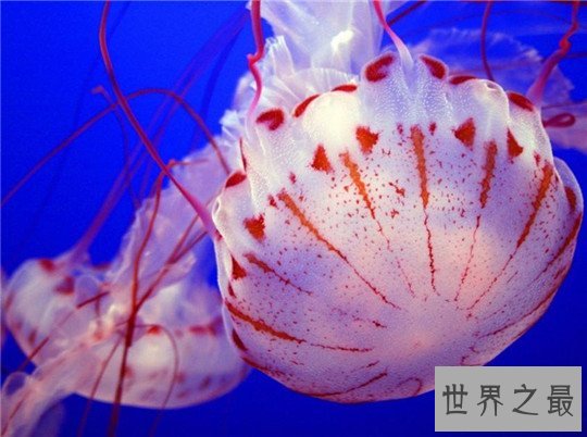 世界上寿命最长的十种动物,大蜥蜴是唯一从恐龙时代活下来的生物