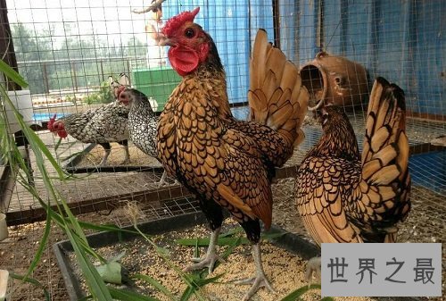 世界上尾羽最长的鸟，长尾鸡超长尾羽非它莫属！