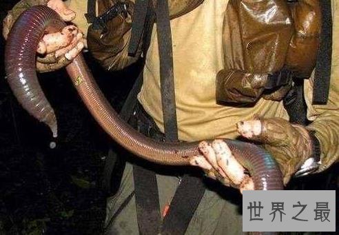 世界最长的蚯蚓,竟然长达三米多!