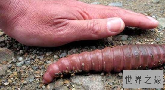 世界最长的蚯蚓,竟然长达三米多!