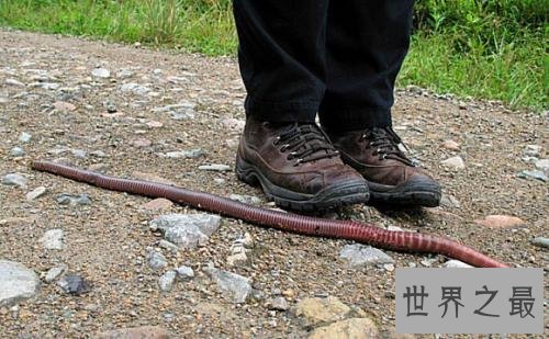 世界最长的蚯蚓,竟然长达三米多!