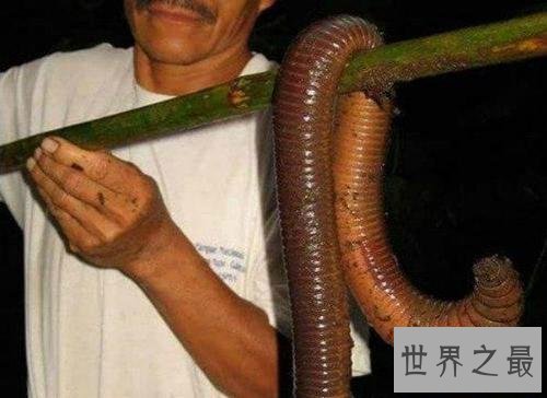世界最长的蚯蚓,竟然长达三米多!