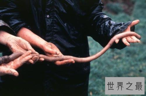 世界最长的蚯蚓,竟然长达三米多!