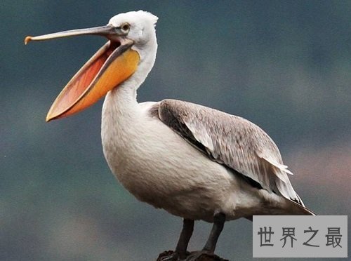 世界上嘴巴最长的鸟,居然长这样子?