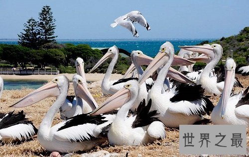 世界上嘴巴最长的鸟,居然长这样子?