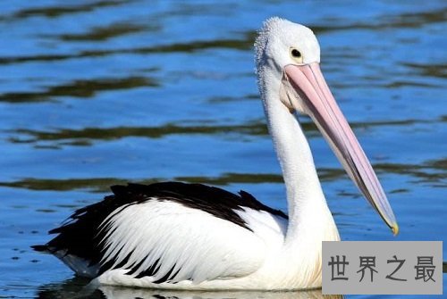 世界上嘴巴最长的鸟,居然长这样子?