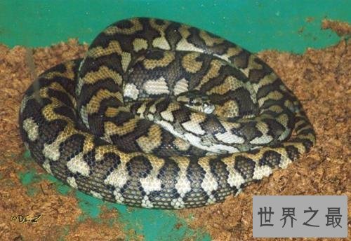 世界上最长的蛇排行榜，最长的接近15米！