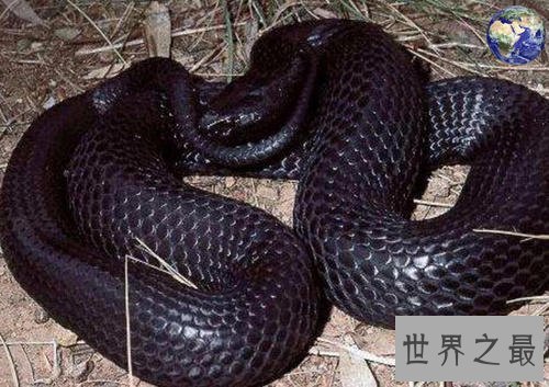 世界上最长的蛇排行榜，最长的接近15米！