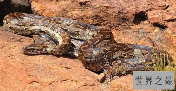 世界上最长的蛇排行榜，最长的接近15米！