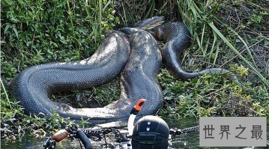 世界上最长的蛇排行榜，最长的接近15米！