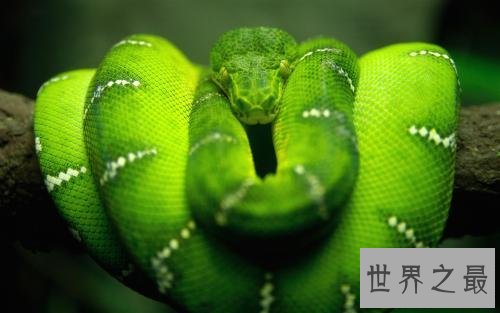 世界上最长的蛇排行榜，最长的接近15米！