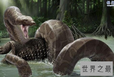 地球上最长的蛇，立起来足有五层楼那么高！