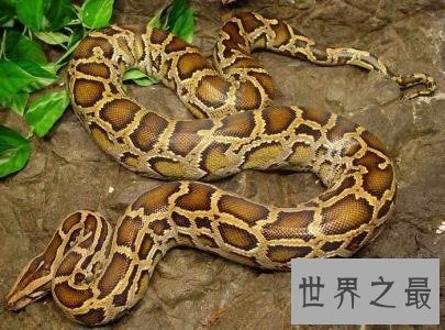 地球上最长的蛇，立起来足有五层楼那么高！