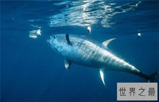 世界上游得最快的鱼,金枪鱼瞬时速度可达160km/h(却是被逼无奈)
