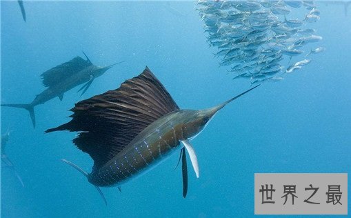 世界上游得最快的鱼,金枪鱼瞬时速度可达160km/h(却是被逼无奈)