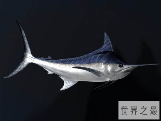 世界上游得最快的鱼,金枪鱼瞬时速度可达160km/h(却是被逼无奈)